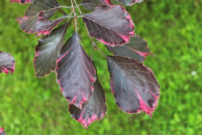 Fagus sylvatica 'Roseomarginata Tricolor' - buk lesní - jarní listy